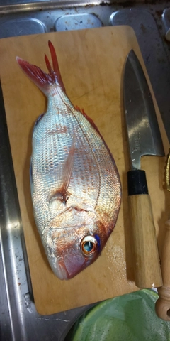 マダイの釣果