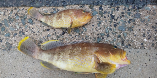 アオハタの釣果