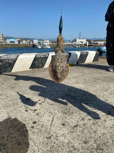 コウイカの釣果