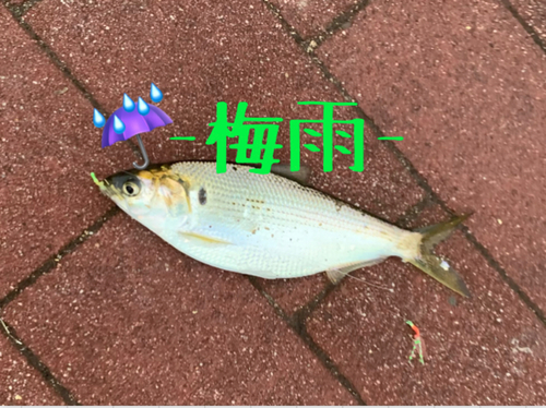 コノシロの釣果