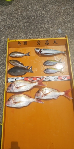 マダイの釣果