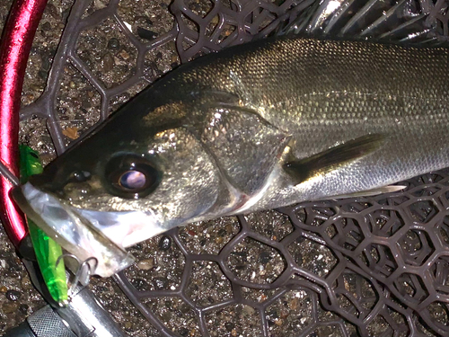 フッコ（マルスズキ）の釣果