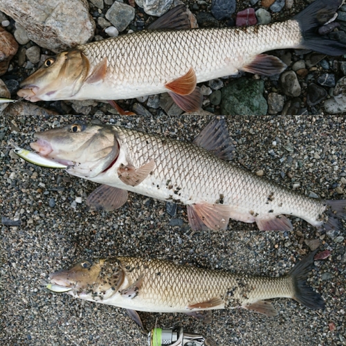 ニゴイの釣果