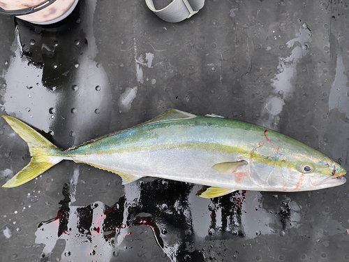 ハマチの釣果