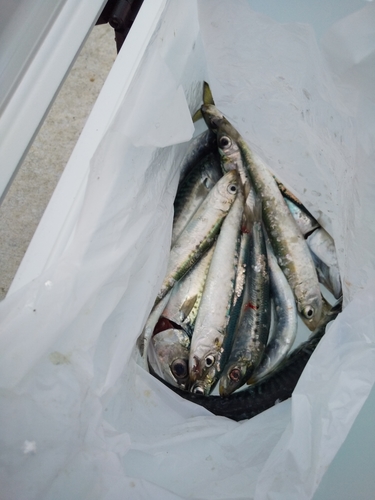 イワシの釣果