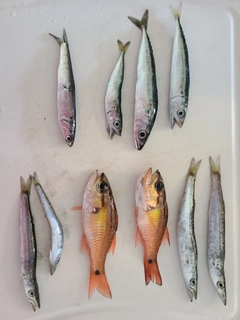 カマスの釣果