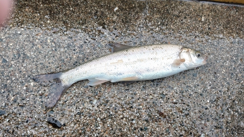 ウグイの釣果