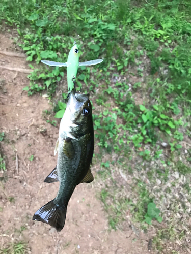 ブラックバスの釣果