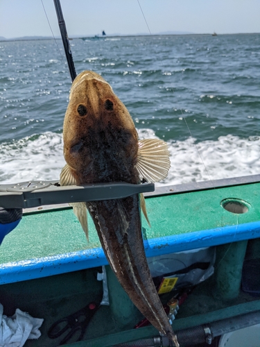 マゴチの釣果