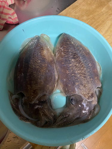 コウイカの釣果