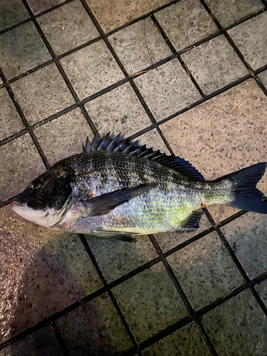 クロダイの釣果