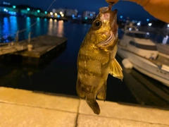 クロメバルの釣果