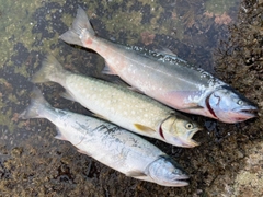 サクラマスの釣果