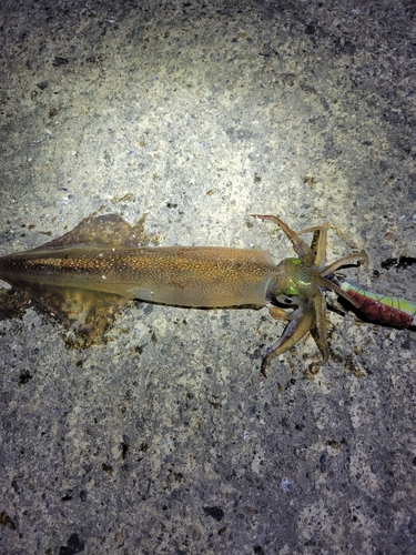 ヤリイカの釣果