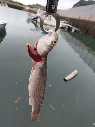 メナダの釣果