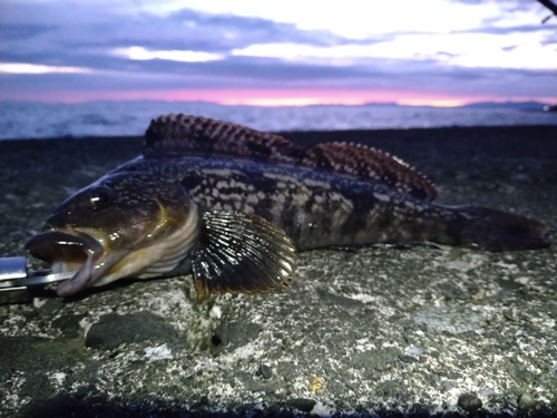 アイナメの釣果