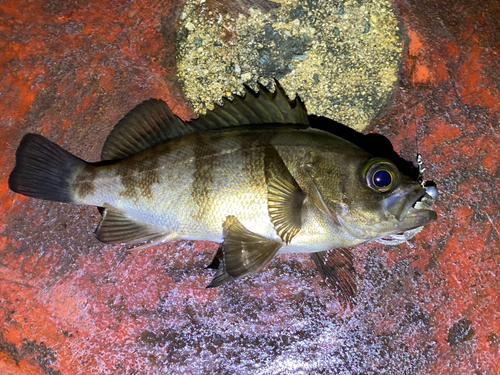 クロメバルの釣果