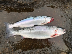 サクラマスの釣果