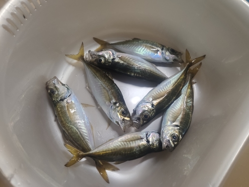 アジの釣果