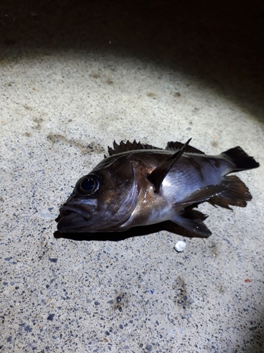 メバルの釣果