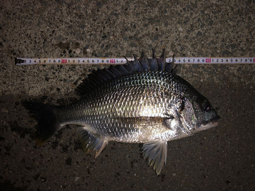 キチヌの釣果