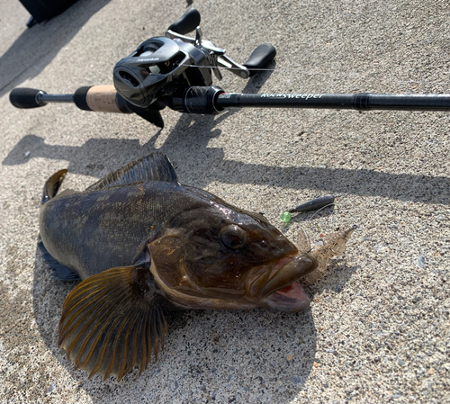 アブラコの釣果