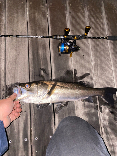 シーバスの釣果