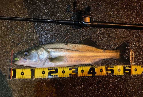 シーバスの釣果