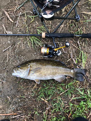 スモールマウスバスの釣果