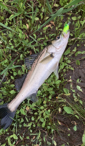 シーバスの釣果