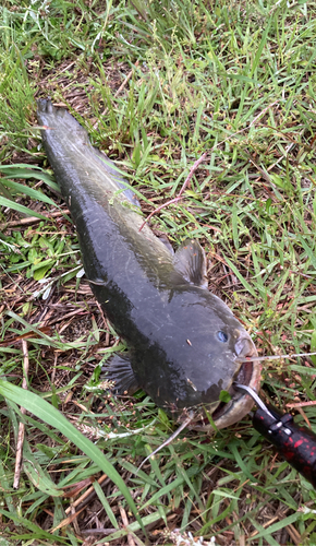 ナマズの釣果