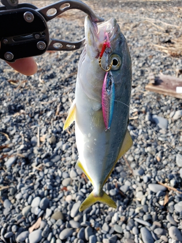 ワカナゴの釣果