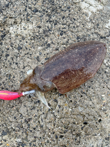 コウイカの釣果