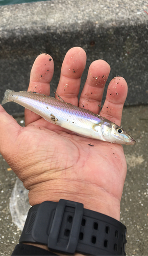 キスの釣果