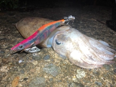 シリヤケイカの釣果