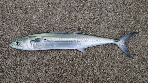 サゴシの釣果