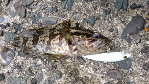 タケノコメバルの釣果