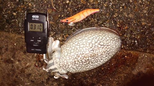 シリヤケイカの釣果