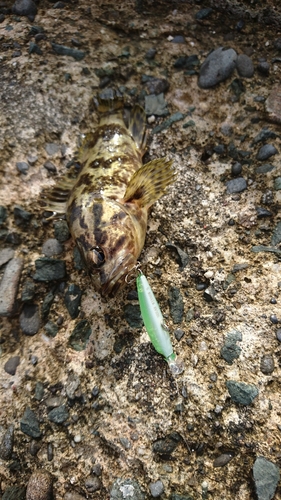 タケノコメバルの釣果