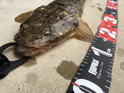 マゴチの釣果