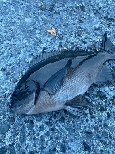 メジナの釣果