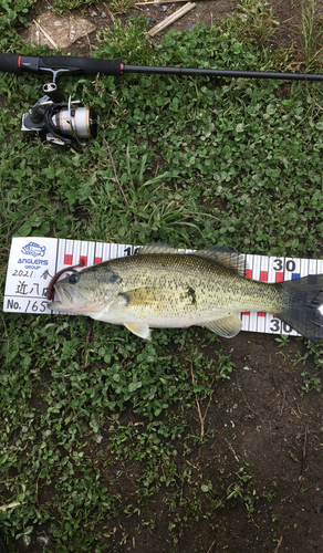 ブラックバスの釣果