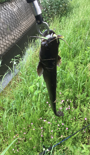 ナマズの釣果