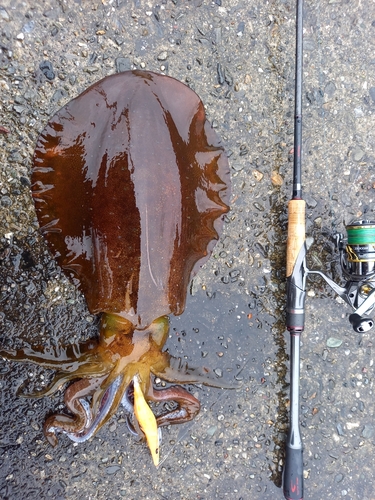 アオリイカの釣果