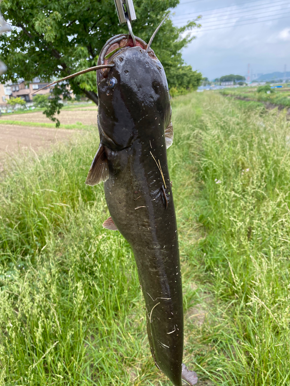 ナマズ