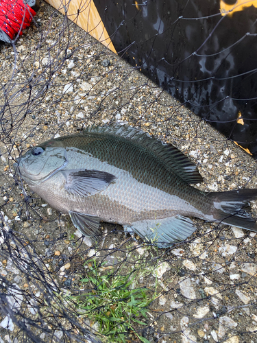 クロメジナの釣果