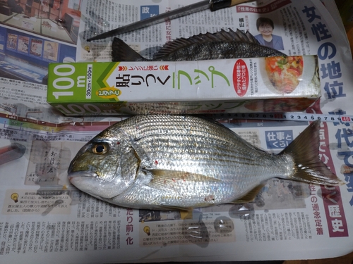 ヘダイの釣果