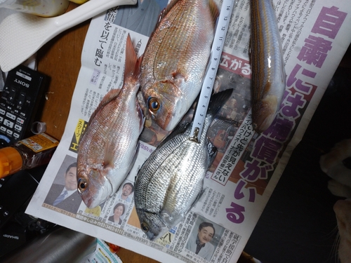 チャリコの釣果