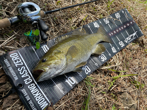 スモールマウスバスの釣果