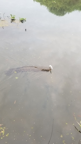 ライギョの釣果